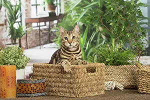 100220: Bengal cat indoors