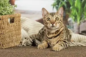 100220: Bengal cat indoors