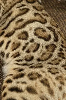 Abstracts: Bengal cat indoors