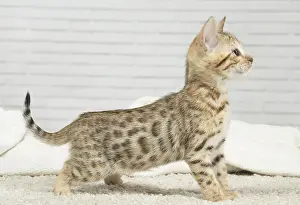 250517: Bengal Cat, kitten