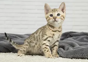 250517: Bengal Cat, kitten