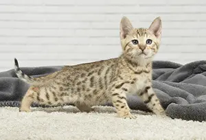 250517: Bengal Cat, kitten