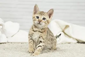 250517: Bengal Cat, kitten
