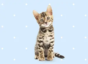 Polka: Bengal Cat, kitten on spotty polka dot background