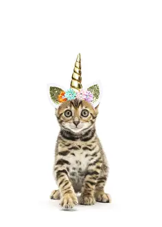 070219: Bengal Cat, kitten wearing Unicorn headband