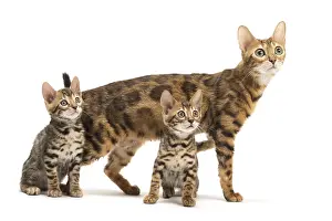 Bengals: Bengal cat and two kittens in the studio