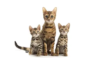 Bengals: Bengal cat and two kittens in the studio