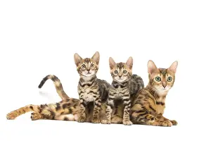 Bengals: Bengal cat and two kittens in the studio