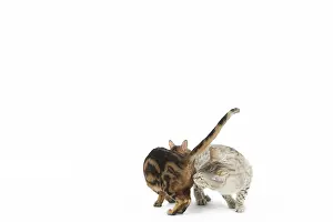 250517: Bengal Cat, male and female pair