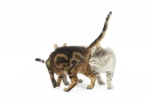 250517: Bengal Cat, male and female pair