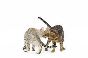 250517: Bengal Cat, male and female pair