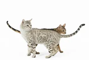 250517: Bengal Cat, male and female pair