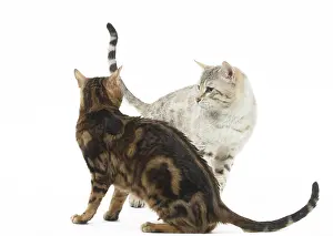 Greeting: Bengal Cat, male and female pair