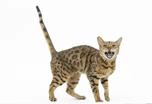 250517: Bengal Cat, mouth open
