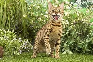 080518: Bengal Cat outdoors
