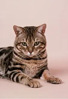 Bengals: Bengal CAT - sitting