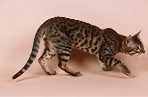 Stalking: Bengal CAT - stalking