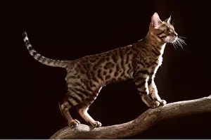 Bengals: Bengal CAT - standing on branch