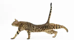 Yoga: Bengal Cat, stretching