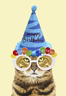 Grumpy: Bengal Cat wearing Happy Birthday party hat and glasses