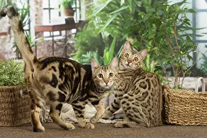 100220: Bengal cats indoors