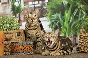 Speaking: Bengal cats indoors