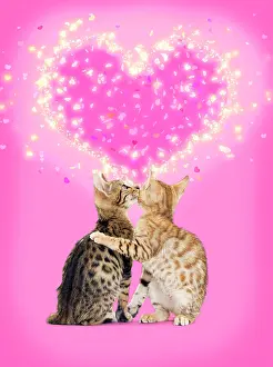Embrace: Bengal Cats kissing in front of pink heart