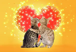 Embrace: Bengal Cats kissing in front of red heart