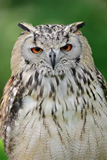 Bengal: Bengal Eagle Owl (Bubo bengalensis) (Bubo bubo bengalensis)