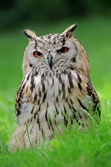 Bengal: Bengal Eagle Owl (Bubo bengalensis) (Bubo bubo bengalensis)