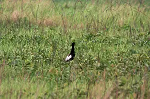 Bengalensis: Bengal Florican - male