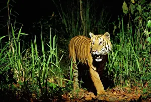 Robert Mcdougal: Bengal / Indian Tiger