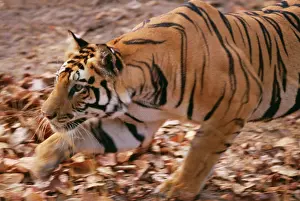 Crouching: Bengal / Indian Tiger