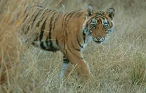 Chris Brunskill: Bengal / Indian Tiger - 6 month old male cub, in grass