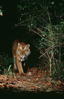 Robert Mcdougal: Bengal / Indian TIGER - approaching out of darkness