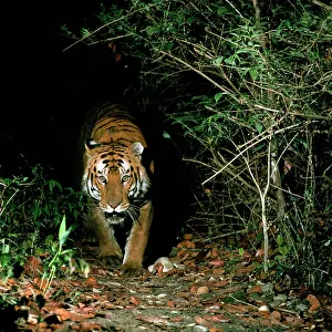 Robert Mcdougal: Bengal / Indian Tiger approaching out of darkness