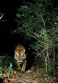 Robert Mcdougal: Bengal / Indian Tiger approaching out of darkness