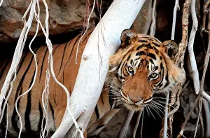 Banyan: Bengal / Indian Tiger - in Banyan Tree roots