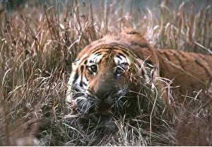Bengal: Bengal / Indian TIGER - camouflaged in grass with