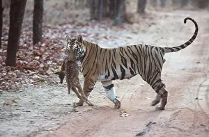 Chital: Bengal / Indian TIGER - carrying chital / spotted deer kill