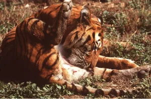 Penis: Bengal / Indian TIGER - cleaning itself after mating