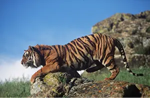 Bengal: Bengal / Indian TIGER - climbs over rocks