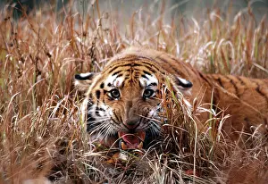 Reeds: Bengal / Indian TIGER - close-up, snarling, in