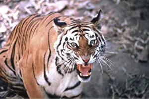Viewed: Bengal / Indian TIGER - close-up snarling, viewed from above