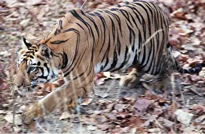 Chris Brunskill: Bengal / Indian TIGER - close-up stalking in the wild