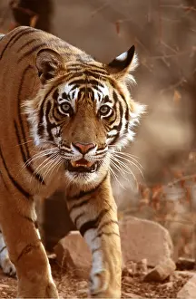 Chris Brunskill: Bengal / Indian TIGER - close-up walking towards camera