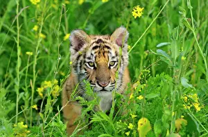 Bengal / Indian Tiger - cub, Endangered Species
