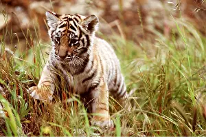 Bengal: Bengal / Indian TIGER - cub in grass