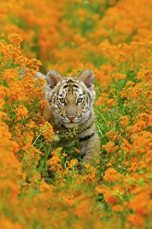 Pat And Tom Leeson: Bengal / Indian tiger - cub amongst Mustard flowers