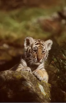 Bengal: Bengal / Indian TIGER - cub resting on rock